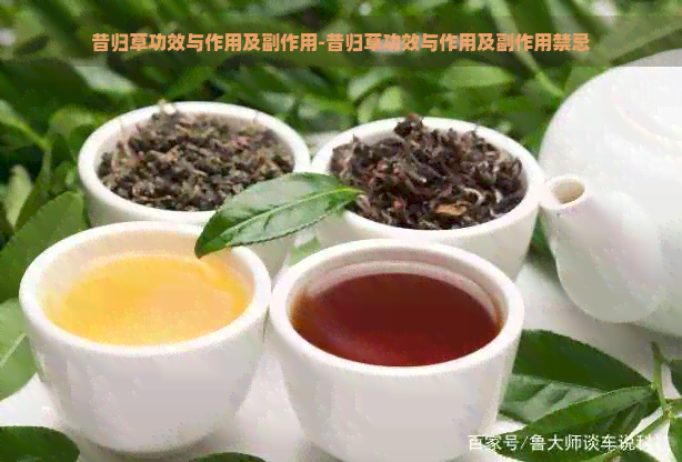 昔归草功效与作用及副作用-昔归草功效与作用及副作用禁忌