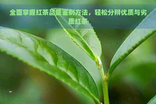 全面掌握红茶品质鉴别方法，轻松分辨优质与劣质红茶