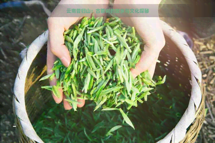 云南昔归山：古茶树的故乡与文化探秘