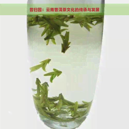 昔归园：云南普洱茶文化的传承与发展