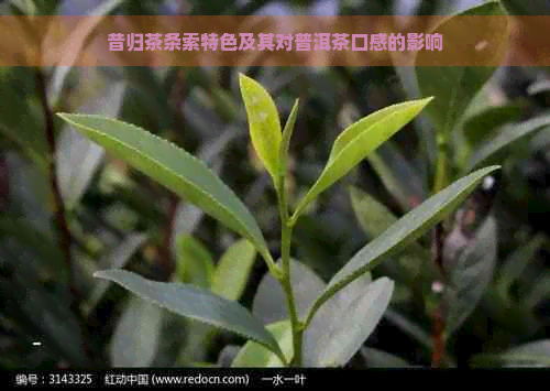 昔归茶条索特色及其对普洱茶口感的影响