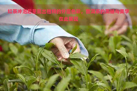 红茶冲泡后呈现出独特的分层色彩，普洱茶的奥秘与美学在此展现