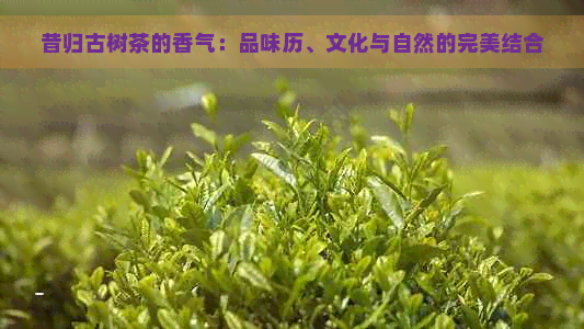 昔归古树茶的香气：品味历、文化与自然的完美结合