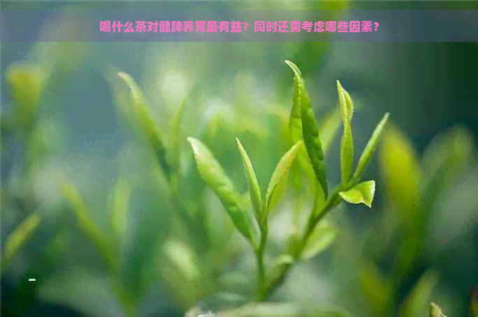 喝什么茶对健脾养胃最有益？同时还需考虑哪些因素？