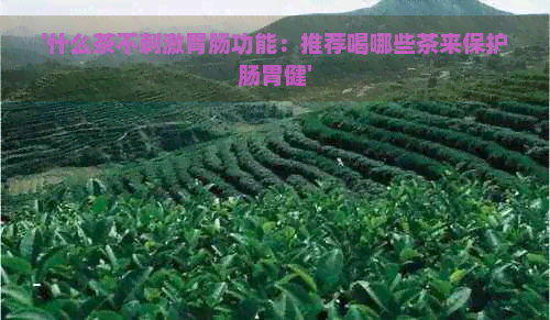 '什么茶不刺激胃肠功能：推荐喝哪些茶来保护肠胃健'