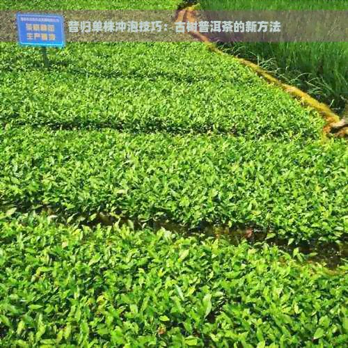 昔归单株冲泡技巧：古树普洱茶的新方法