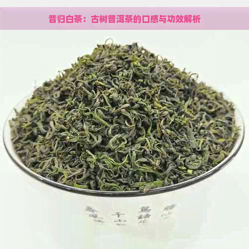 昔归白茶：古树普洱茶的口感与功效解析