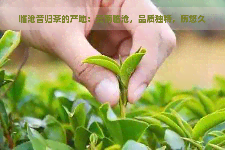 临沧昔归茶的产地：云南临沧，品质独特，历悠久