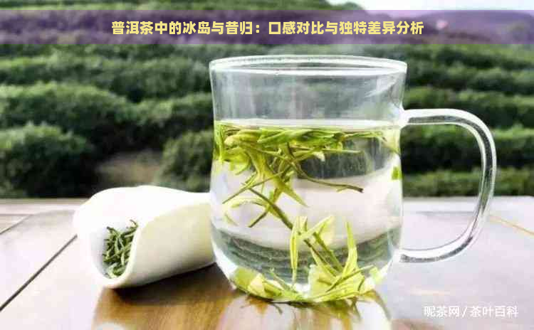 普洱茶中的冰岛与昔归：口感对比与独特差异分析