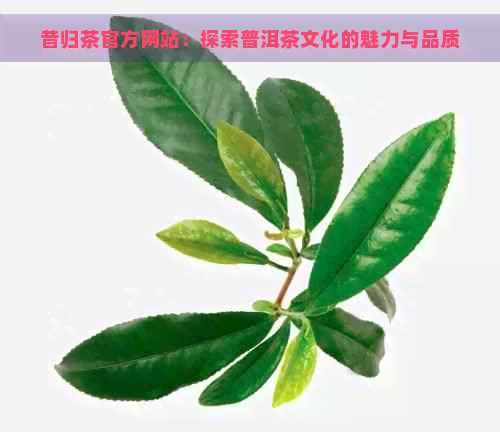 昔归茶官方网站：探索普洱茶文化的魅力与品质