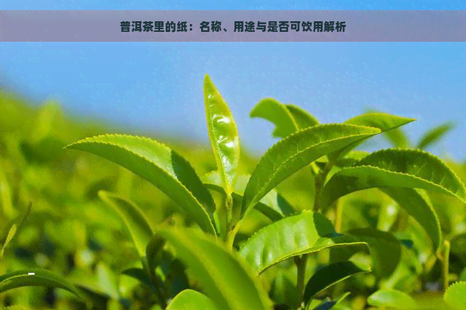 普洱茶里的纸：名称、用途与是否可饮用解析