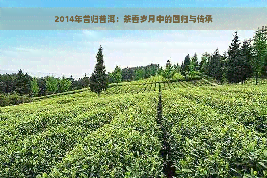 2014年昔归普洱：茶香岁月中的回归与传承