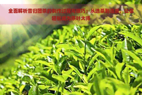 全面解析昔归团茶的制作过程与技巧：从选茶到泡茶，让你轻松成为茶叶大师