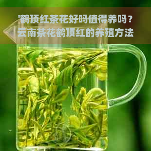 '鹤顶红茶花好吗值得养吗？云南茶花鹤顶红的养殖方法与养护技巧'