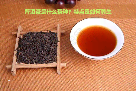 普洱茶是什么茶种？特点及如何养生