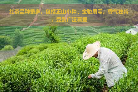 红茶品种繁多，包括正山小种、金骏眉等，香气独特，受到广泛喜爱