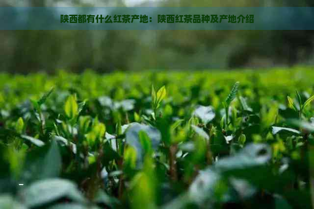 陕西都有什么红茶产地：陕西红茶品种及产地介绍