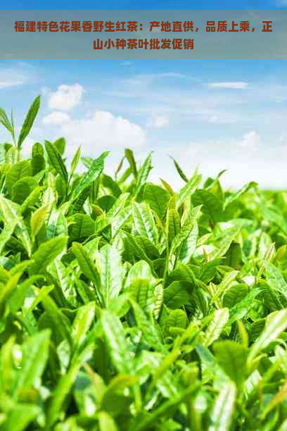 福建特色花果香野生红茶：产地直供，品质上乘，正山小种茶叶批发促销