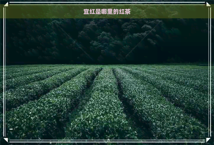 宜红是哪里的红茶