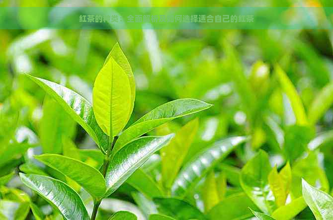 红茶的种类：全面解析及如何选择适合自己的红茶