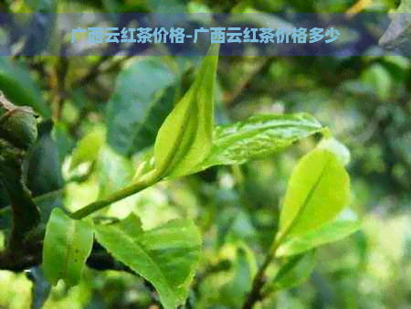 广西云红茶价格-广西云红茶价格多少