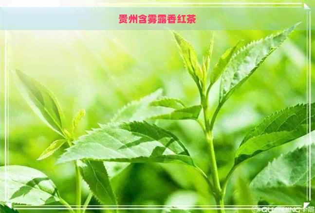 贵州含雾露香红茶