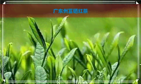 广东州富硒红茶