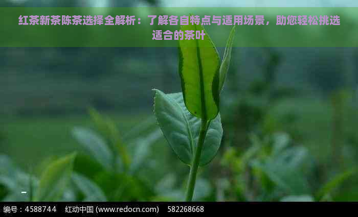 红茶新茶陈茶选择全解析：了解各自特点与适用场景，助您轻松挑选适合的茶叶