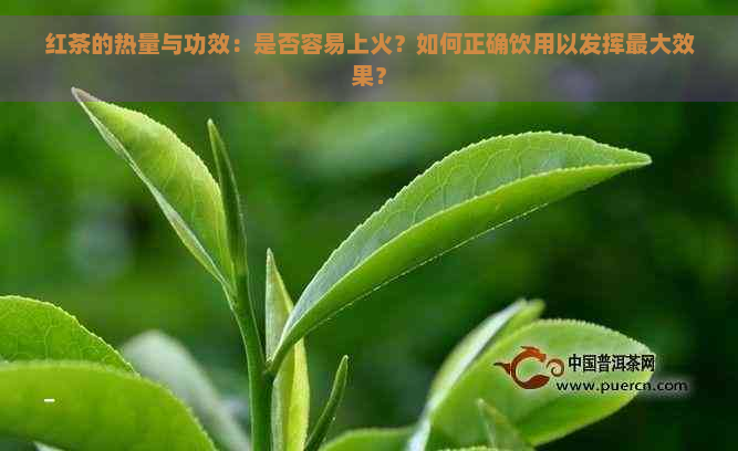 红茶的热量与功效：是否容易上火？如何正确饮用以发挥更大效果？