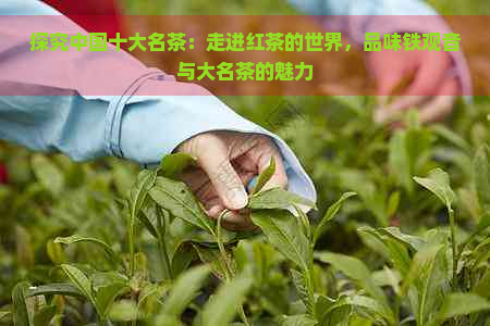 探究中国十大名茶：走进红茶的世界，品味铁观音与大名茶的魅力