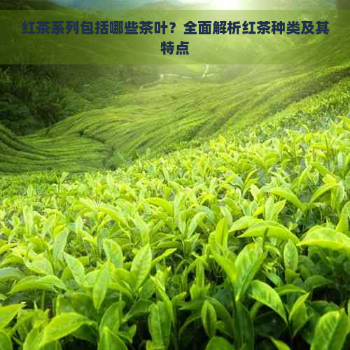 红茶系列包括哪些茶叶？全面解析红茶种类及其特点