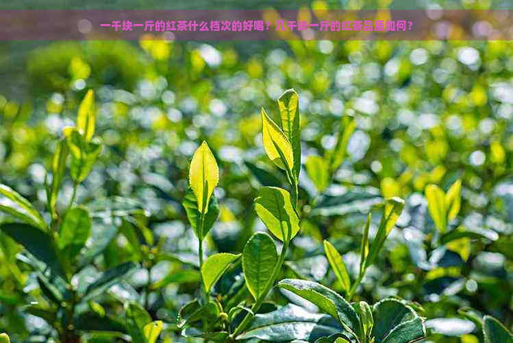 一千块一斤的红茶什么档次的好喝？几千块一斤的红茶品质如何？