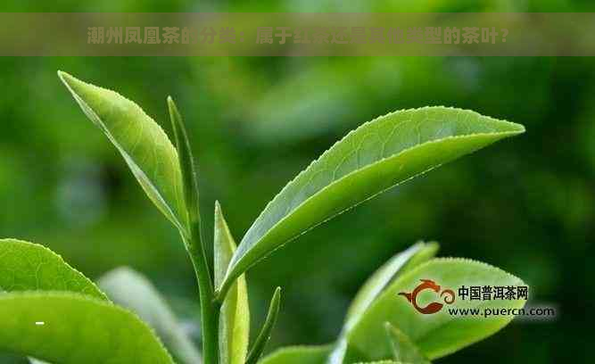 潮州凤凰茶的分类：属于红茶还是其他类型的茶叶？