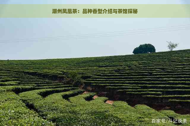 潮州凤凰茶：品种香型介绍与茶馆探秘