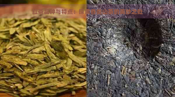 红茶品种与特点：探索各类山茶的美妙之处