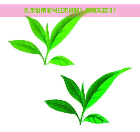 制茶世家老树红茶好吗？值得购买吗？