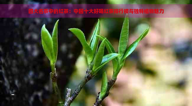 四大名茶中的红茶：中国十大好喝红茶排行榜与独特植物魅力