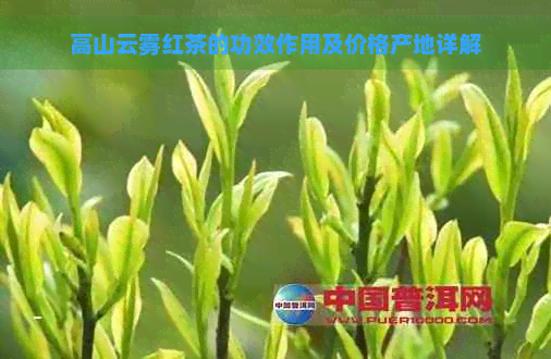 高山云雾红茶的功效作用及价格产地详解