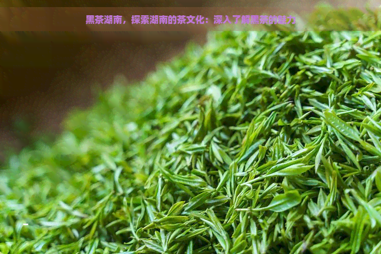 黑茶湖南，探索湖南的茶文化：深入了解黑茶的魅力