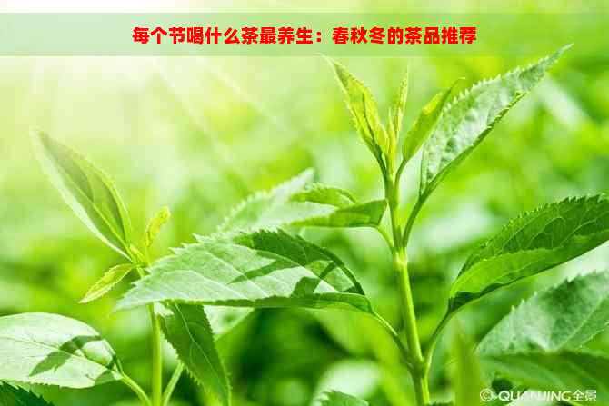 每个节喝什么茶最养生：春秋冬的茶品推荐