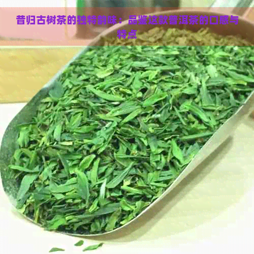 昔归古树茶的独特韵味：品鉴这款普洱茶的口感与特点