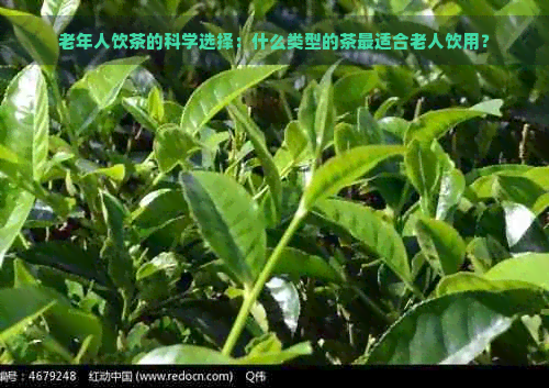 老年人饮茶的科学选择：什么类型的茶最适合老人饮用？