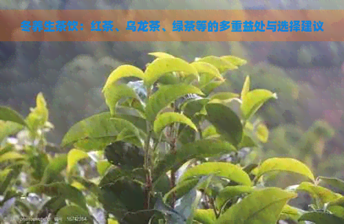 冬养生茶饮：红茶、乌龙茶、绿茶等的多重益处与选择建议