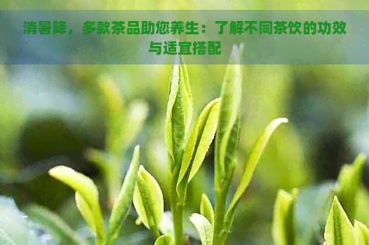 消暑降，多款茶品助您养生：了解不同茶饮的功效与适宜搭配