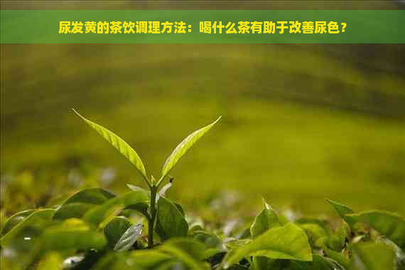 尿发黄的茶饮调理方法：喝什么茶有助于改善尿色？