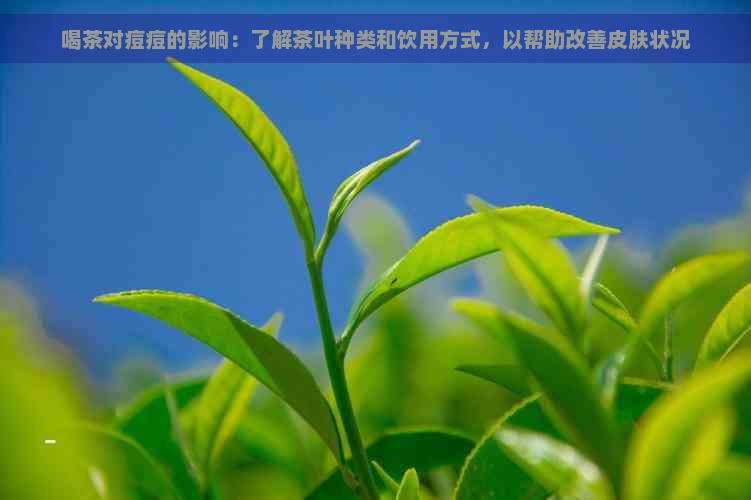 喝茶对痘痘的影响：了解茶叶种类和饮用方式，以帮助改善皮肤状况