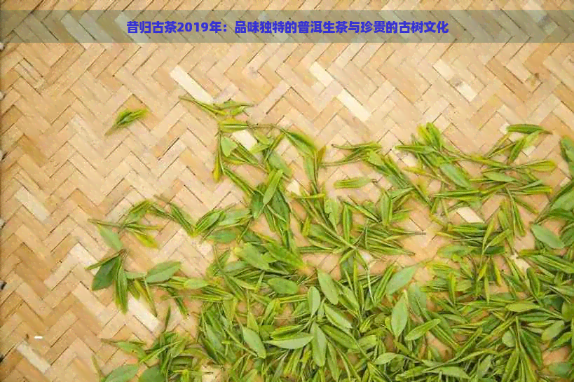 昔归古茶2019年：品味独特的普洱生茶与珍贵的古树文化