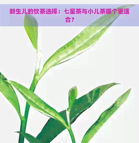 新生儿的饮茶选择：七星茶与小儿茶哪个更适合？