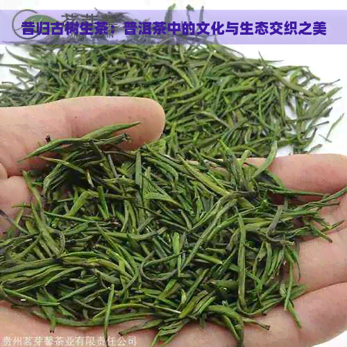 昔归古树生茶：普洱茶中的文化与生态交织之美