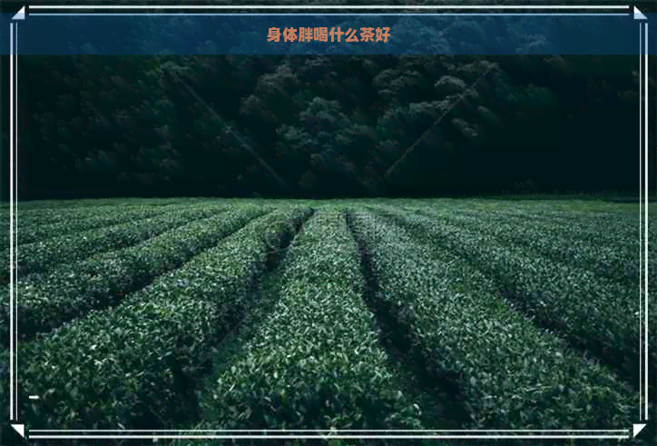 身体胖喝什么茶好